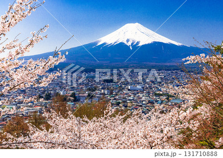 【山梨県_富士吉田市】春の新倉山浅間公園から見る富士山 4月 131710888