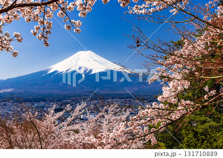 【山梨県_富士吉田市】春の新倉山浅間公園から見る富士山 4月 【山梨県_富士吉田市】春の新倉山浅間公園から見る富士山 4月 131710889