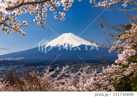 【山梨県_富士吉田市】春の新倉山浅間公園から見る富士山 4月 131710890