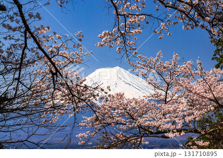 【山梨県_富士吉田市】春の新倉山浅間公園から見る富士山 4月 【山梨県_富士吉田市】春の新倉山浅間公園から見る富士山 4月 131710895