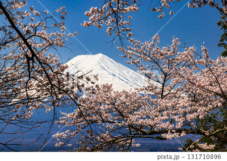 【山梨県_富士吉田市】春の新倉山浅間公園から見る富士山 4月 131710896