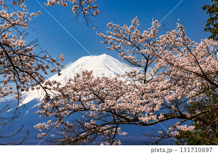 【山梨県_富士吉田市】春の新倉山浅間公園から見る富士山 4月 131710897