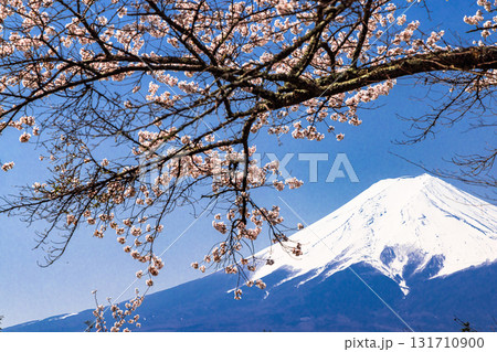 【山梨県_富士吉田市】春の新倉山浅間公園から見る富士山 4月 131710900