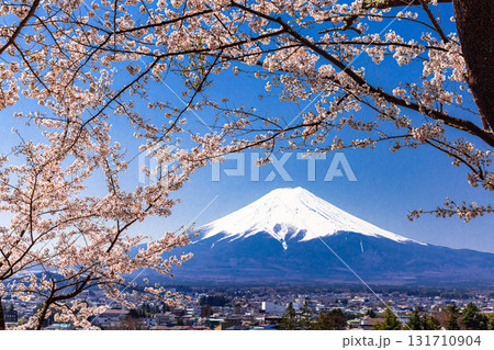 【山梨県_富士吉田市】春の新倉山浅間公園から見る富士山 4月 131710904