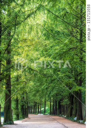 Damyang Metasequoia Road 131711038