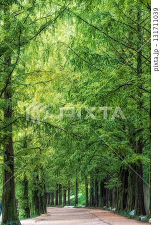 Damyang Metasequoia Road Damyang Metasequoia Road 131711039
