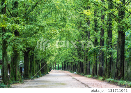 Damyang Metasequoia Road 131711041
