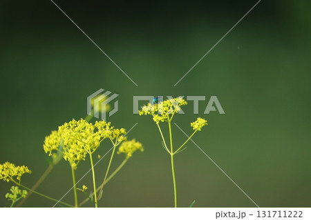 オオセイボウ 131711222