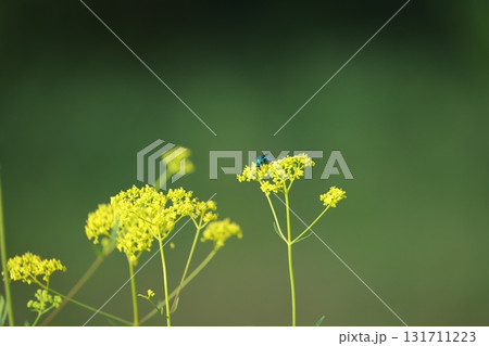 オオセイボウ 131711223