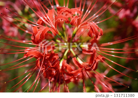 秋の野辺を彩る彼岸花 131711380