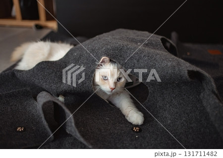 White cat peeking from felt cat cave tunnel White cat peeking from felt cat cave tunnel 131711482