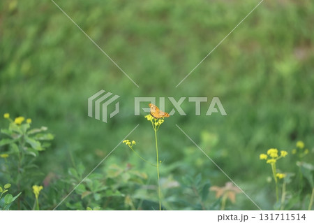 ツマグロヒョウモン ツマグロヒョウモン 131711514