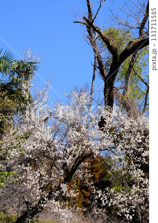 青空に映える満開の白梅　【相模原市津久井　3月】 131711585