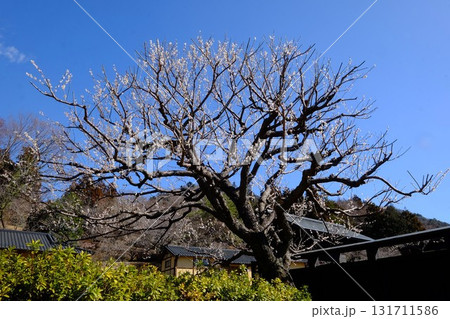 白梅と木戸と黒板塀　【相模原市津久井　3月】 131711586