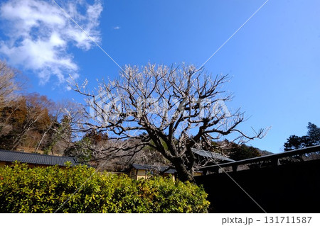 青空に白梅と黒板塀　【相模原市津久井　3月】 131711587