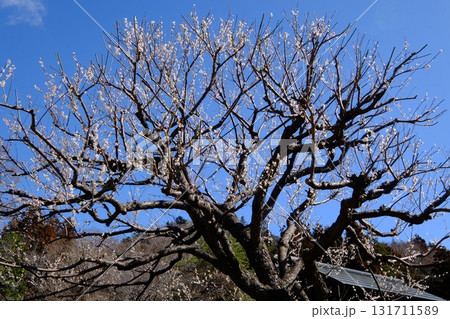 青空に白梅咲く　【相模原市津久井　3月】 131711589