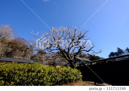 青空と白梅と黒板塀　【相模原市津久井　3月】 131711590