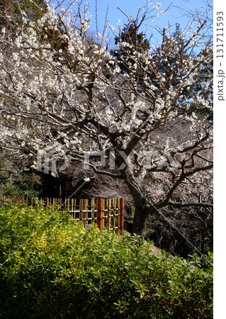 散策路の満開の白梅 【相模原市津久井 3月】 散策路の満開の白梅 【相模原市津久井 3月】 131711593