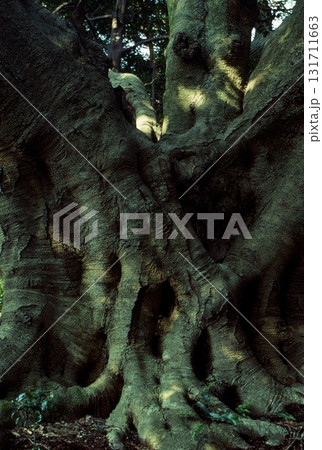 渥美半島の植物 131711663