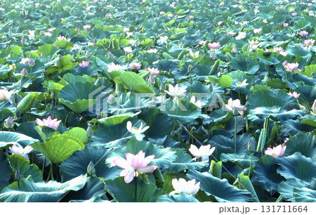 渥美半島の植物 131711664