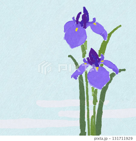 菖蒲 こどもの日の花 菖蒲 こどもの日の花 131711929