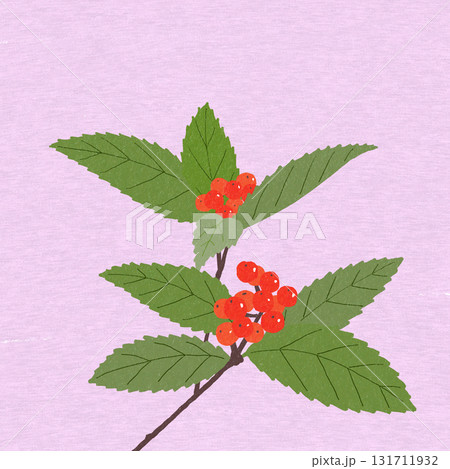 縁起の良い花　センリョウ 131711932