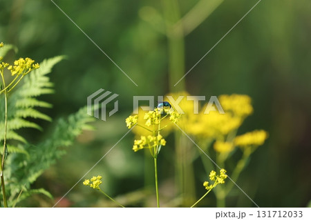 オオセイボウ 131712033