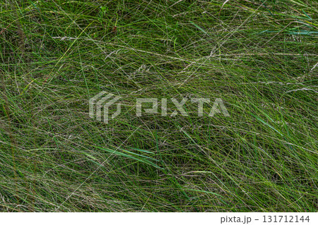 Green grass field under natural light showing various shades and textures capturing the beauty of nature in a tranquil outdoor setting Green grass field under natural light showing various shades and textures capturing the beauty of nature in a tranquil outdoor setting 131712144