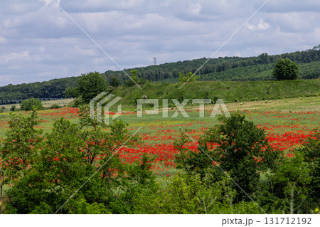 Vibrant poppy field in bloom during late spring under a partly cloudy sky in a rural landscape Vibrant poppy field in bloom during late spring under a partly cloudy sky in a rural landscape 131712192