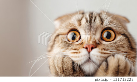 Cute surprised Scottish Fold cat with big round eyes and paws on his face, funny kitten portrait 131712225