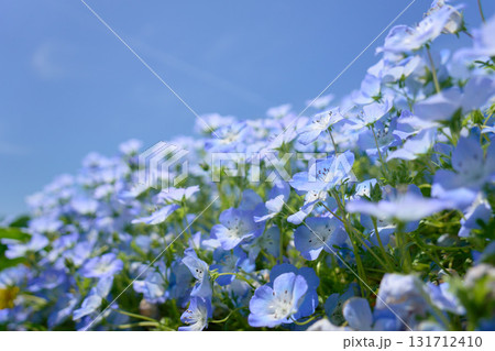 青い空とネモフィラの花畑 青い空とネモフィラの花畑 131712410