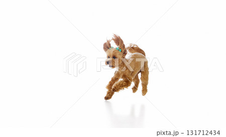Brown Maltipoo jumping midair with ears up and energetic motion Brown Maltipoo jumping midair with ears up and energetic motion 131712434