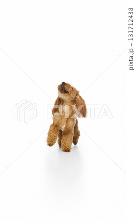 Brown Maltipoo jumping forward with excited happy expression 131712438