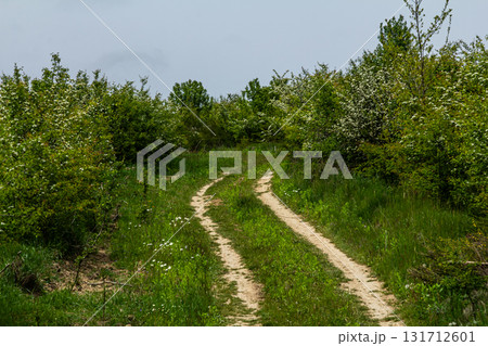 Winding dirt path through lush greenery on a tranquil spring day in a vibrant forested area Winding dirt path through lush greenery on a tranquil spring day in a vibrant forested area 131712601