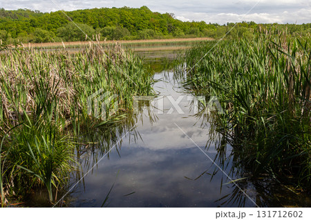 Calm waters reflect the sky in a serene marshland setting surrounded by lush greenery and vibrant vegetation 131712602