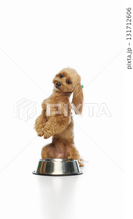 Brown Maltipoo sitting in metal bowl posing with tilted head Brown Maltipoo sitting in metal bowl posing with tilted head 131712606