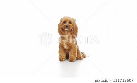 Cute Maltipoo dog sitting calmly on white background looking forward 131712607