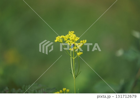 オオセイボウ オオセイボウ 131712679