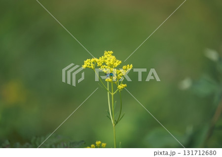 オオセイボウ オオセイボウ 131712680