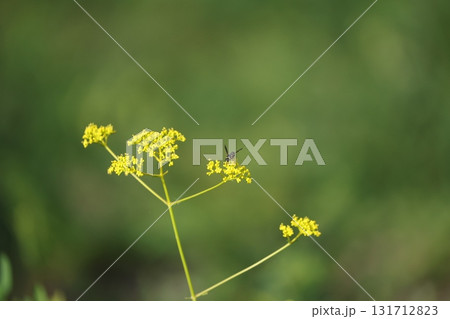 ツチバチ ツチバチ 131712823