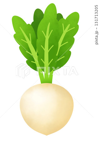 カブのイラスト 131713205