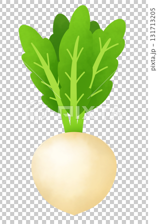 カブのイラスト 131713205