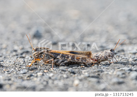 路上で交尾するクルマバッタモドキ（褐色型） 131713245