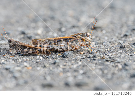 路上で交尾するクルマバッタモドキ(褐色型) 路上で交尾するクルマバッタモドキ(褐色型) 131713246