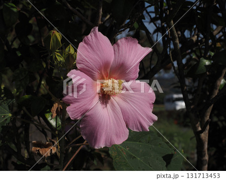 秋の日ざしの中のピンクのフヨウ（一輪の芙蓉の花のクローズアップ） 131713453
