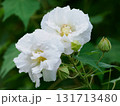 咲き始めの白いスイフヨウ 131713480