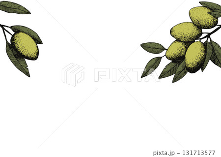 Botanic background with olive branch sketch. Ink hand drawn olives set. Botanic plant vector illustration. A sprig of an olive tree with leaves. Food concept. Wallpaper with greenery olive tree 131713577