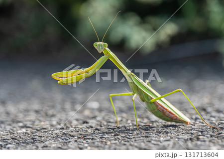 路上のオオカマキリ 131713604