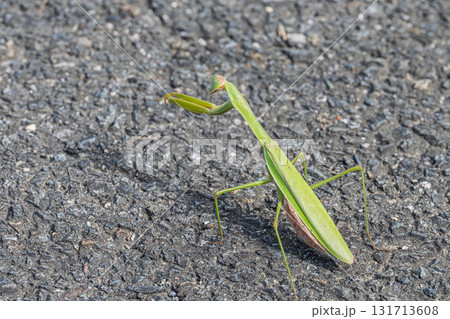 路上のオオカマキリ 131713608