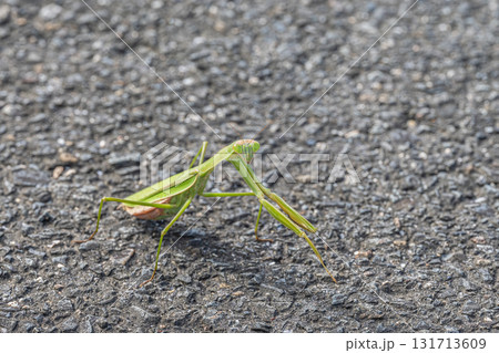 路上のオオカマキリ 路上のオオカマキリ 131713609
